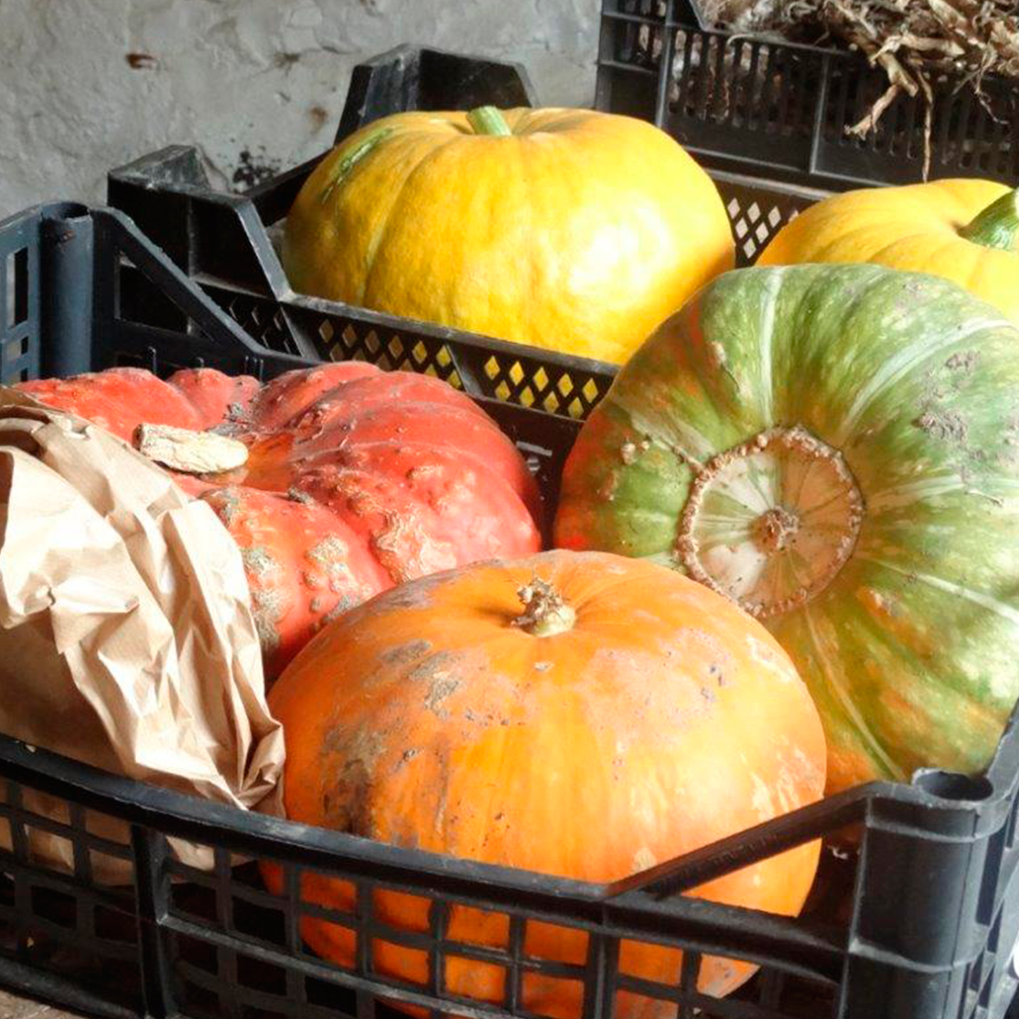 Des légumes de la ferme