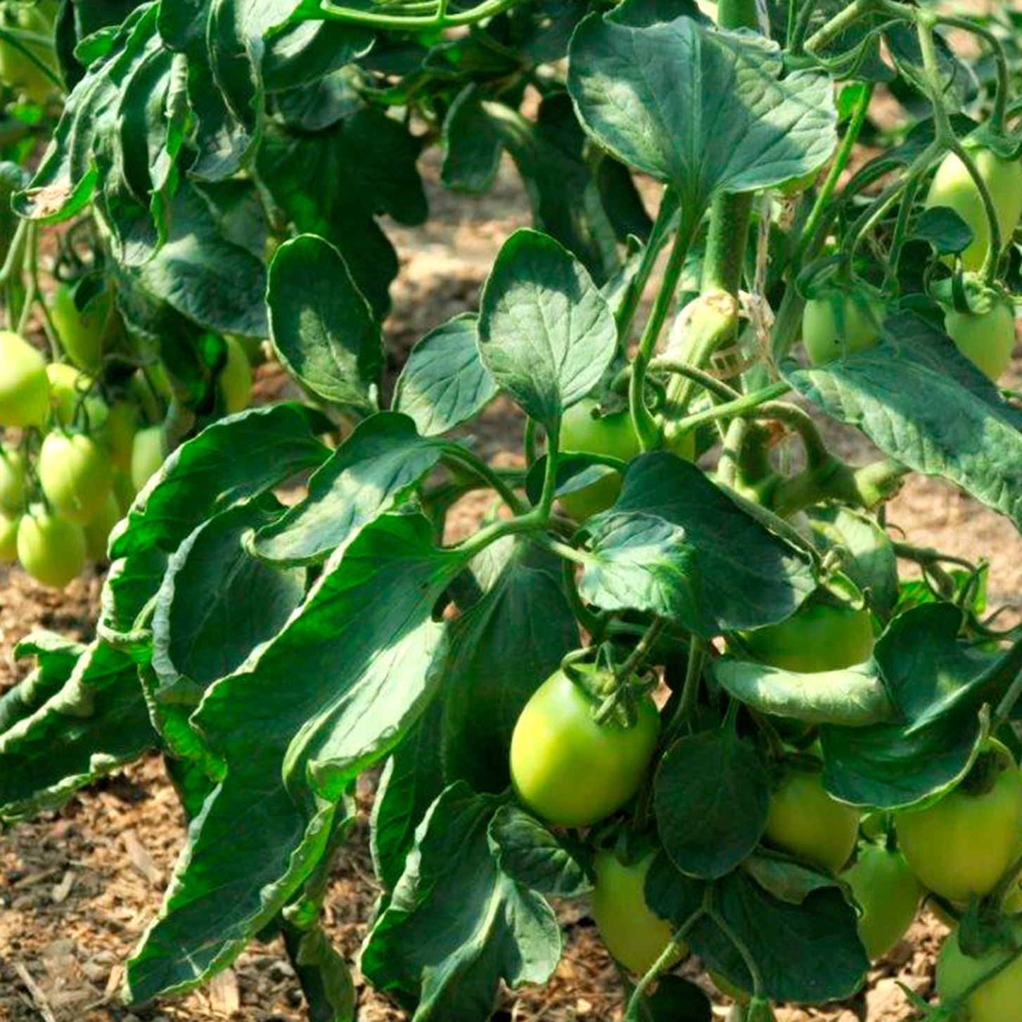 Plant de tomate de la Ferme de Forestaille